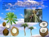 Плоды кокосовой пальмы путешествуют по тропичес- ким морям. Если морские волны прибьют их к берегу и плоды попадут на песок, то из них могут развиться кокосовые пальмы.