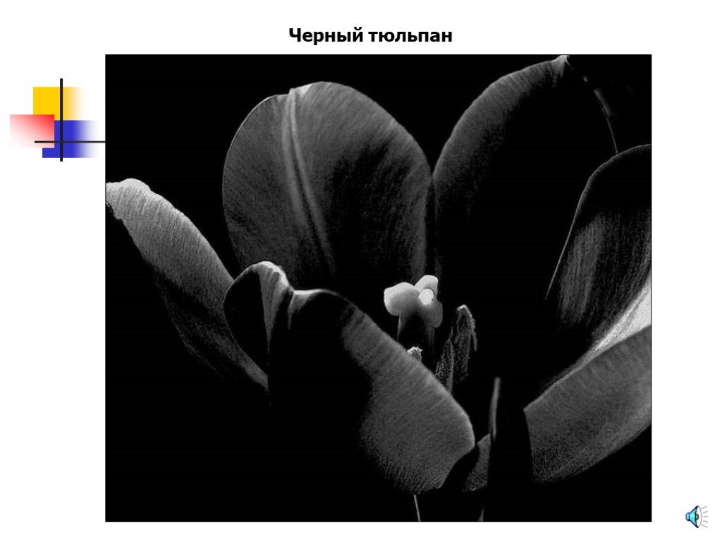 Цветок знаешь. Презентация чёрный тюльпан. Борт черный тюльпан. Болезнь черный тюльпан. Тон черный тюльпан.