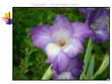 Гладиолус фиолетового цвета