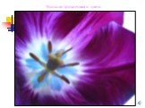Тюльпан фиолетового цвета