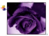 Роза фиолетового цвета