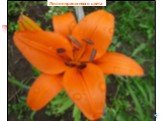 Лилия оранжевого цвета