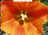 Тюльпан оранжевого цвета