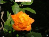 Роза оранжевого цвета