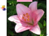 Лилия розового цвета