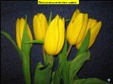 Тюльпаны желтого цвета