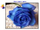 Роза синего цвета