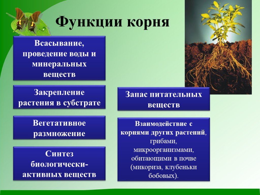 Жизнь растений 6 класс биология кратко