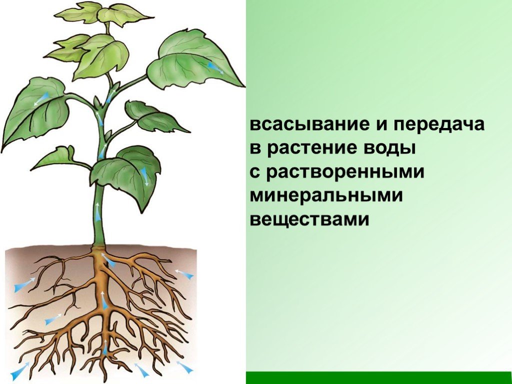 Для образования в листе необходима вода. Всасывание воды растениями. Всасывание воды корнем растений. Схема движения веществ поглощенных корнем. Почвенное питание растений.