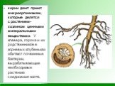 корни дают приют микроорганизмам, которые делятся с растением-хозяином ценными минеральными веществами. У клевера, гороха и их родственников в корневых клубеньках обитают почвенные бактерии, вырабатывающие необходимые растению соединения азота.