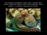 Тело осьминога мешкообразной формы, голова и щупальца будто срослись. Мускулистых щупалец восемь. У разных осьминогов разные размеры – от нескольких сантиметров до 18 метров.