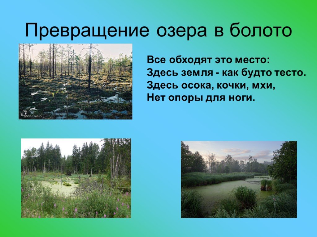 Природное образование болото. Производители в болоте. Болото как экосистема. Превращение озера в болото. Экосистема болота сообщение.