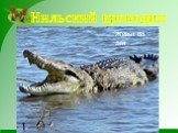 Нильский крокодил. Живет 68 лет