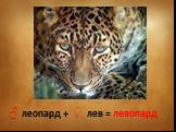 ♂ леопард + ♀ лев = левопард