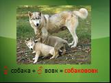 ♀ собака + ♂ вовк = собакововк