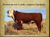 Велика рогата худоба – порода «Герефорд»