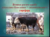 Велика рогата худоба казахська білоголова + симентальська = герефорд