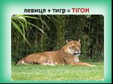 левиця + тигр = ТІГОН