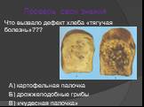 А) картофельная палочка Б) дрожжеподобные грибы В) «чудесная палочка». Что вызвало дефект хлеба «тягучая болезнь»???