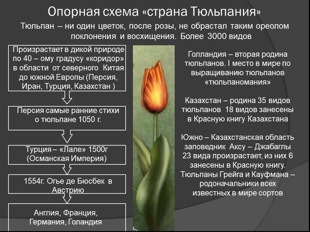Какой тип питания характерен для тюльпана. Описание тюльпана строение. Описание цветка тюльпана. Строение цветка тюльпана. Особенности строения тюльпана.