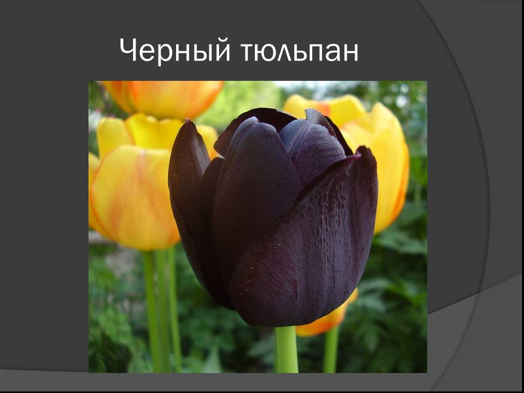 Про черный тюльпан. Тюльпан. Проект про тюльпан. Тюльпаны для презентации. Информация о тюльпане.