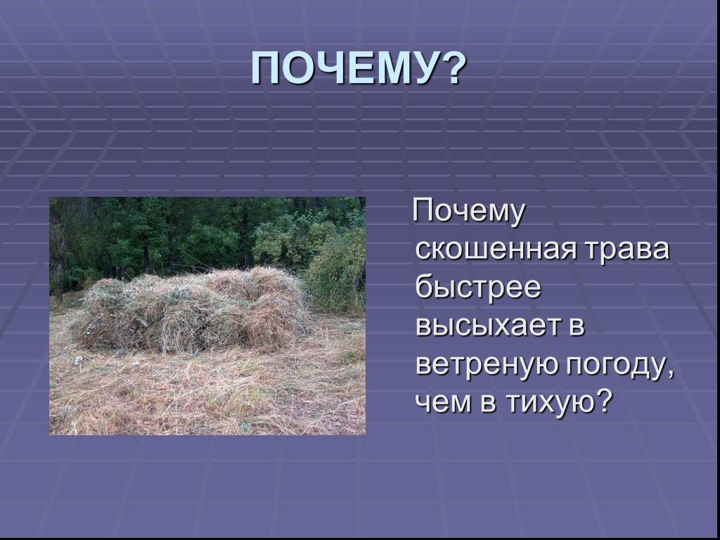 В какую погоду ветреную или тихую. Почему скошенная трава быстрее высыхает в ветреную погоду чем в тихую. Почему скошенная трава быстрее сохнет в ветреную погоду. Испарение в ветреную погоду. Почему трава быстро растет.