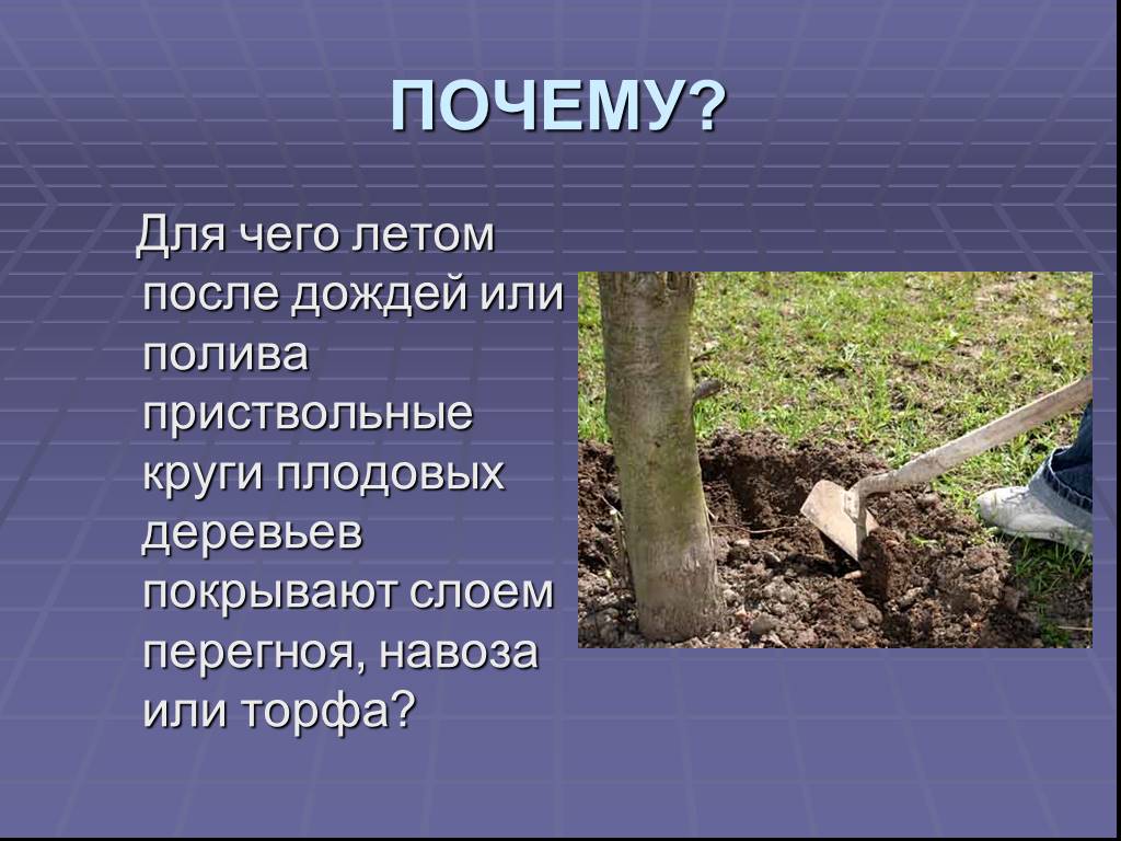 Для чего летом после дождей или полива. Для чего летом после дождей или полива приствольные круги. Для чего летом после дождей или полива приствольные. Перегной для приствольного круга.