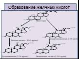Образование желчных кислот. Холевая кислота ( 3 ОН-группы). Хенодезоксихолевая (2-ОН-группы). Литохолевая кислота (1 ОН-группа). Дезоксихолевая (2 ОН-группы)