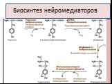 Биосинтез нейромедиаторов