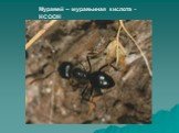 Муравей – муравьиная кислота - НСООН