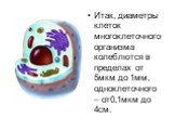 Итак, диаметры клеток многоклеточного организма колеблются в пределах от 5мкм до 1мм, одноклеточного – от0,1мкм до 4см.