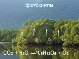 фотосинтез О2 CO2 + H2O → C6H12O6 + O2