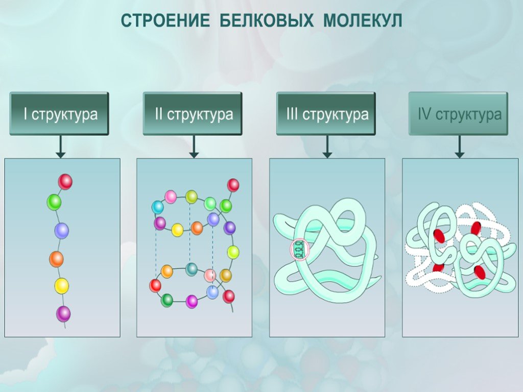 Молекулы белков размер
