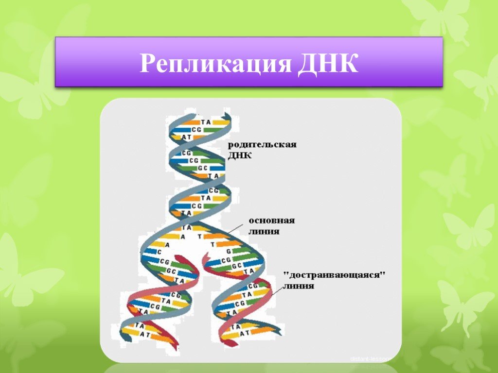 3 этапа репликации. Этапы репликации молекулы ДНК. Схема репликации молекулы ДНК по биологии. Репликация молекулы ДНК (РНК). Схема репликации молекулы ДНК рисунок.