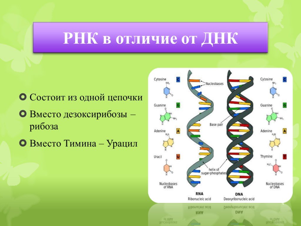 2 цепь днк и рнк. Цепь РНК строение. Структура РНК биология 9 класс. Строение ДНК И РНК биология. Цепь ДНК 9 класс биология.