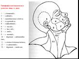 Топографо-анатомические участки лица и шеи: 1 — г.temporalis; 2 — r.orbitalis; 3 — r.parotideomasseterica; 4 — r.zygomatica; 5 — r.infraorbitalis; 6 — r. nasalis; 7 — r. buccalis; 8 — r. oralis; 9 — r. mentalis; 10 — trigonum submandibu-laris; 11 —r.sternocleidomastoideus; 12 — r.submentalis; 13 — t