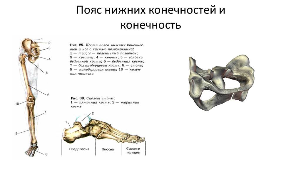 Скелет нижних конечностей человека схема