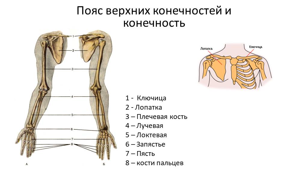 5 кость пояса верхних конечностей. Строение пояса верхних конечностей. Кости пояса верхней конечности. Плечевой пояс и скелет верхних конечностей. Пояс верхних конечностей анатомия.
