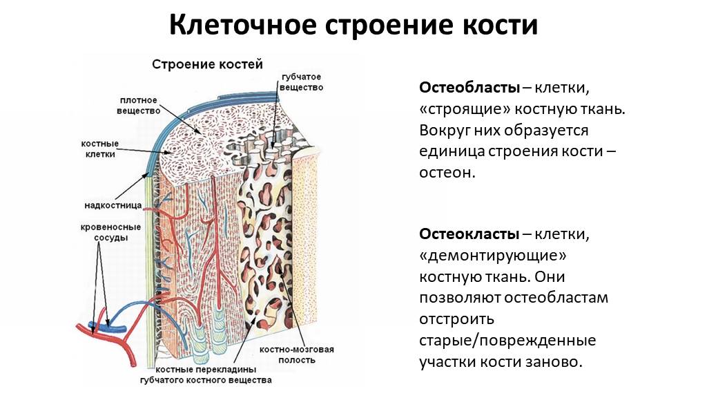 Какие структуры кости взрослого человека обозначены на рисунке 1 и 2