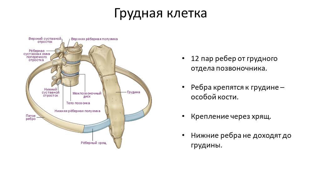 Ребро тип соединения. Кости и соединения костей грудной клетки. Кость ребра строение. Строение позвоночник, ребра, Грудина. Соединение ребер с грудиной анатомия.