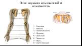 Пояс верхних конечностей и конечность. 1 - Ключица 2 - Лопатка 3 – Плечевая кость 4 – Лучевая 5 – Локтевая 6 – Запястье 7 – Пясть 8 – кости пальцев