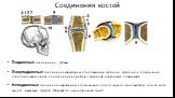 Соединения костей. Подвижные соединения – суставы. Полуподвижные соединения характерны для позвонков шейного, грудного и поясничного отделов позвоночника, для соединения ребер с грудиной и грудными позвонками. Неподвижные соединения характерны для мозгового отдела черепа, когда выступы одной кости з