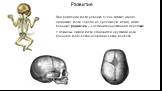 При рождении кости ребенка очень гибкие (много органики), кости черепа не сросшиеся, между ними большие роднички – соединительнотканная перепонка. У пожилых людей кости становятся хрупкими из-за большого количества неорганических веществ. Развитие