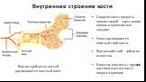 Внутреннее строение кости. Снаружи кость покрыта надкостницей – здесь много нервов и кровеносных сосудов. Ниже располагается плотный слой кости. Внутренний слой – губчатое вещество. В местах контакта с другими костями (сустав) кость покрыта хрящом. Внутри трубчатых костей располагается костный мозг.