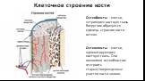 Клеточное строение кости. Остеобласты – клетки, «строящие» костную ткань. Вокруг них образуется единица строения кости – остеон. Остеокласты – клетки, «демонтирующие» костную ткань. Они позволяют остеобластам отстроить старые/поврежденные участки кости заново.