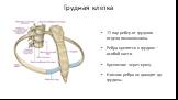 Грудная клетка. 12 пар ребер от грудного отдела позвоночника. Ребра крепятся к грудине – особой кости. Крепление через хрящ. Нижние ребра не доходят до грудины.