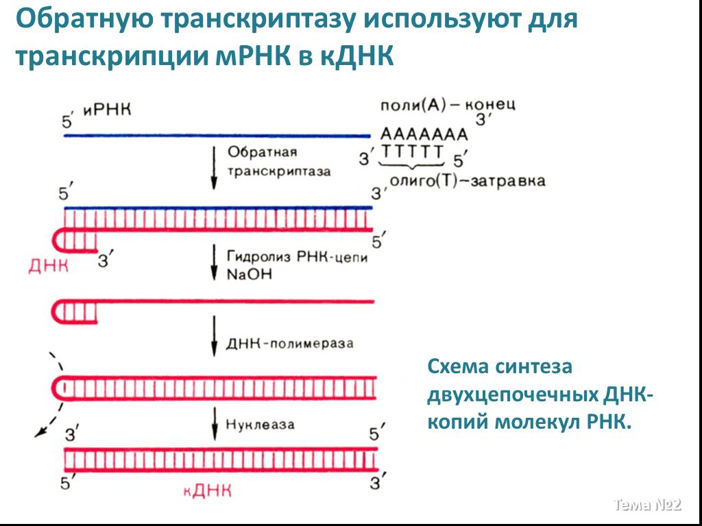 Используются транскрипция. Схема синтеза РНК по матрице ДНК. Обратная транскриптаза Синтез РНК из МРНК. Обратная транскрипция ДНК. Синтез двухцепочечной ДНК по матрице МРНК обратной транскриптазой.