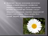 Назначают частые полоскания ротоглотки теплым отваром ромашки, шалфея или перекисью водорода. С целью уменьшения болевых ощущений при глотании следует применять смазывание язвенных поверхностей мазью с анестезином. Пища должна быть теплой, жидкой, нераздражающей.