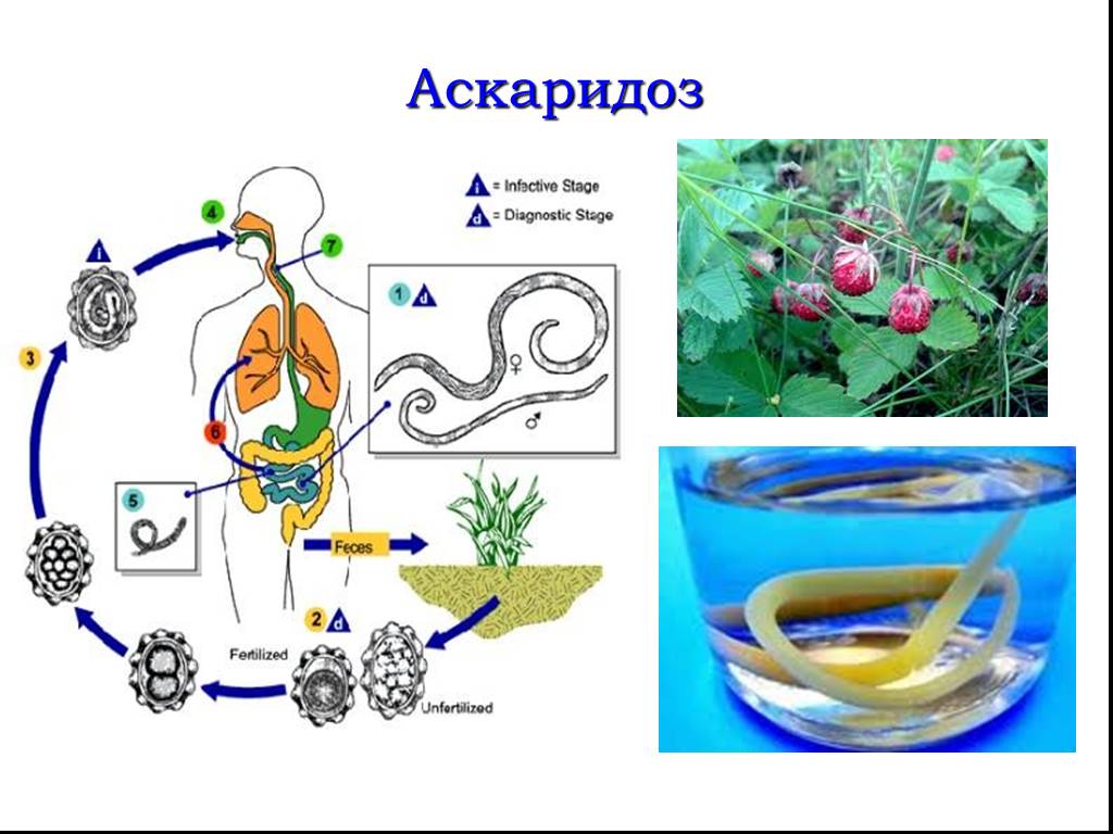 Какие продукты источник аскаридоза