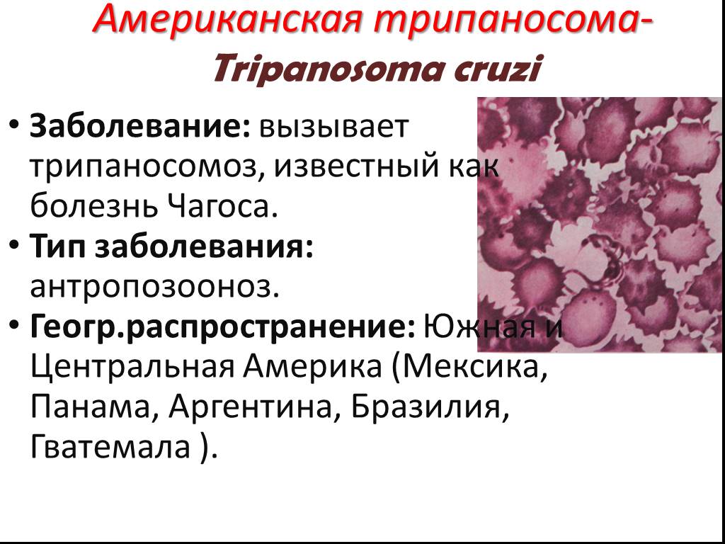 Известные заболевания вызываемые. Заболевание, которое вызывает Trypanosoma cruzi. Трипаносома американская профилактика. Трипаносомоз презентация. Трипаносомы заболевания симптомы.